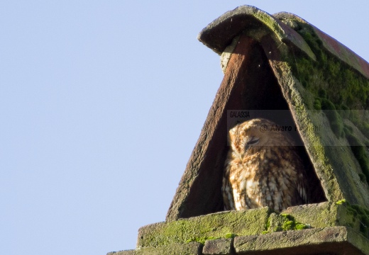 ALLOCCO,Tawny Owl,Strix aluco 