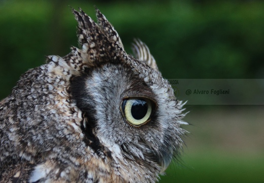 ASSIOLO , Scops Owl, Petit-duc scops; Otus scops