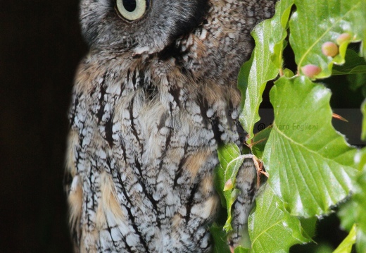 ASSIOLO , Scops Owl, Petit-duc scops; Otus scops