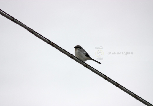 AVERLA MAGGIORE, Great Grey Shrike, Lanius excubitor 