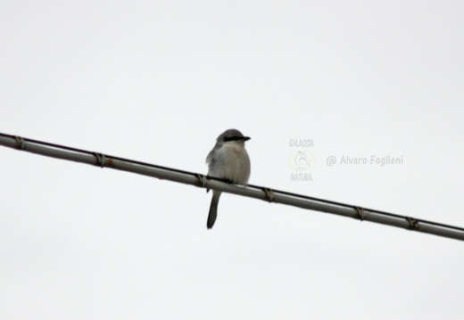 AVERLA MAGGIORE, Great Grey Shrike, Lanius excubitor 