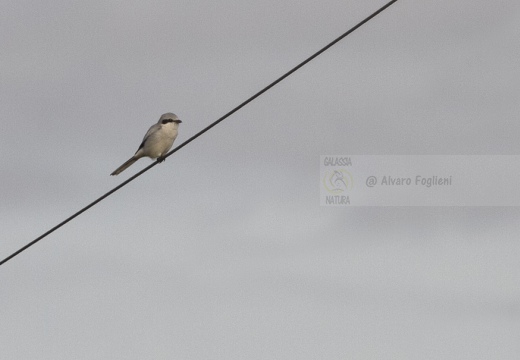 AVERLA MAGGIORE, Great Grey Shrike, Lanius excubitor 