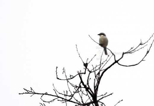 AVERLA MAGGIORE, Great Grey Shrike, Lanius excubitor 