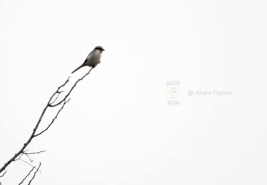 AVERLA MAGGIORE, Great Grey Shrike, Lanius excubitor 