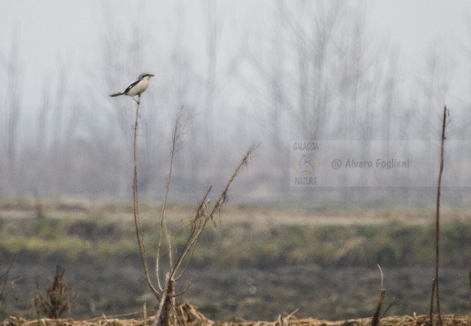 AVERLA MAGGIORE, Great Grey Shrike, Lanius excubitor 