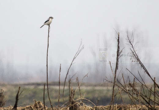 AVERLA MAGGIORE, Great Grey Shrike, Lanius excubitor 