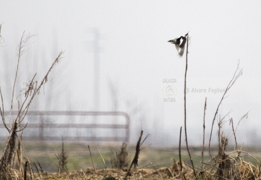 AVERLA MAGGIORE, Great Grey Shrike, Lanius excubitor 