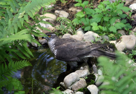 ASTORE, Goshawk, Accipiter gentilis