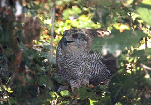 ASTORE, Goshawk, Accipiter gentilis