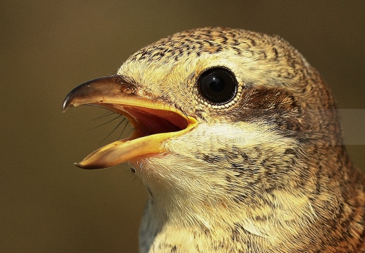 AVERLA PICCOLA, Red-backed Shrike, Lanius collurio