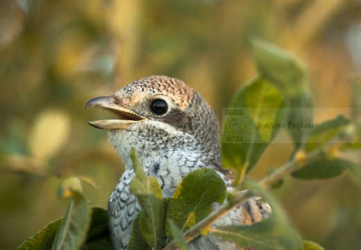 AVERLA PICCOLA, Red-backed Shrike, Lanius collurio