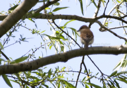 AVERLA PICCOLA, Red-backed Shrike, Lanius collurio