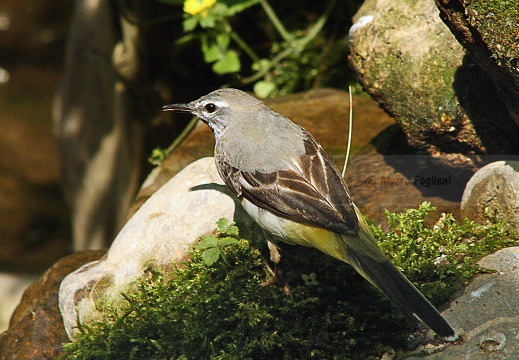 BALLERINA GIALLA,Grey Wagtail,Motacilla cinerea 