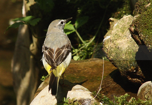 BALLERINA GIALLA,Grey Wagtail,Motacilla cinerea 