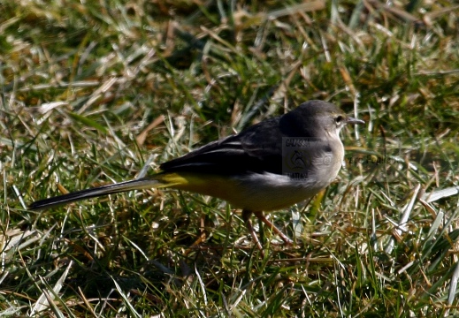 BALLERINA GIALLA,Grey Wagtail,Motacilla cinerea 