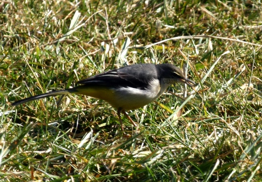 BALLERINA GIALLA,Grey Wagtail,Motacilla cinerea 