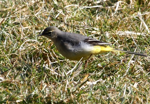 BALLERINA GIALLA,Grey Wagtail,Motacilla cinerea 