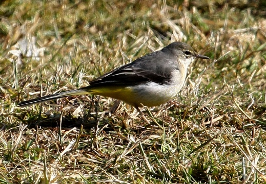 BALLERINA GIALLA,Grey Wagtail,Motacilla cinerea 