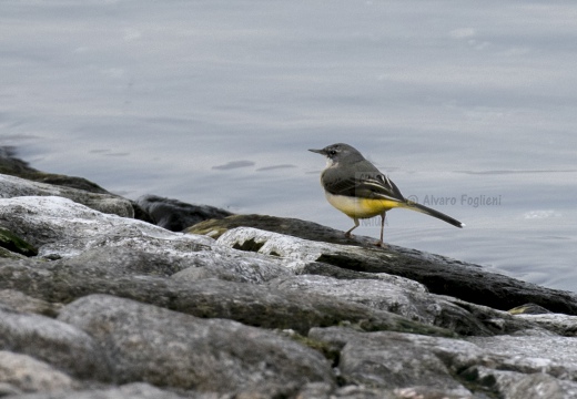 BALLERINA GIALLA,Grey Wagtail,Motacilla cinerea 