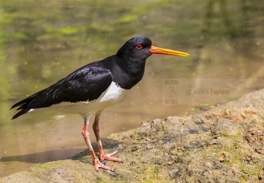 BECCACCIA DI MARE,Oystercatcher ,Haematopus ostralegus