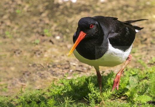 BECCACCIA DI MARE,Oystercatcher ,Haematopus ostralegus