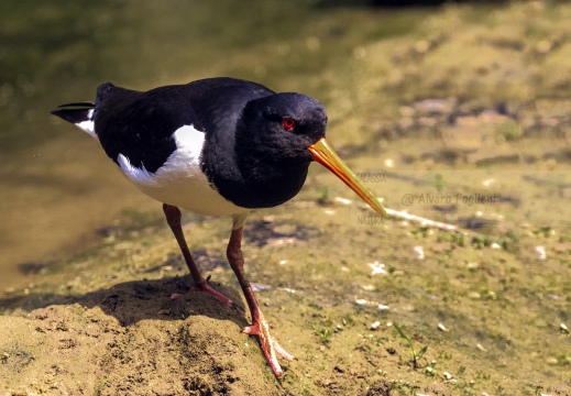 BECCACCIA DI MARE,Oystercatcher ,Haematopus ostralegus