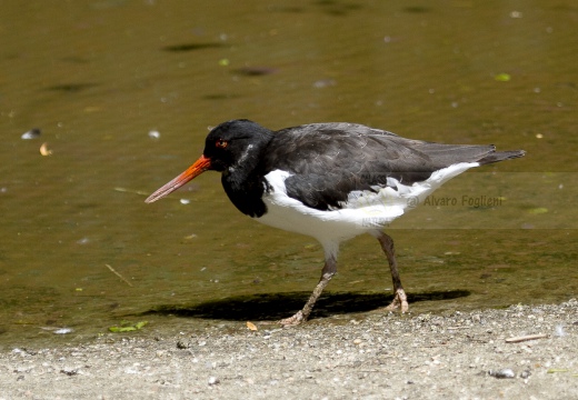 BECCACCIA DI MARE,Oystercatcher ,Haematopus ostralegus