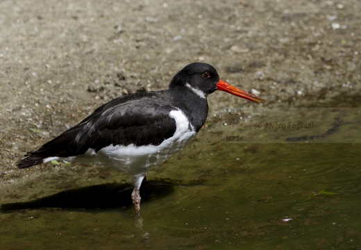 BECCACCIA DI MARE,Oystercatcher ,Haematopus ostralegus