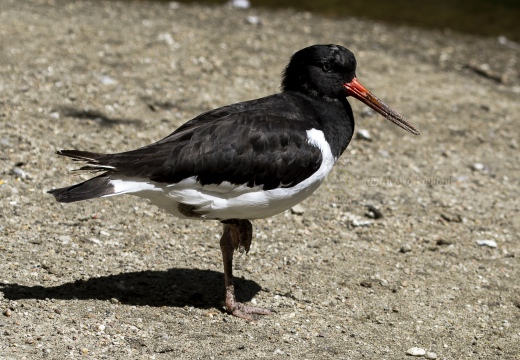 BECCACCIA DI MARE,Oystercatcher ,Haematopus ostralegus