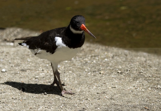 BECCACCIA DI MARE,Oystercatcher ,Haematopus ostralegus