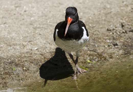 BECCACCIA DI MARE,Oystercatcher ,Haematopus ostralegus