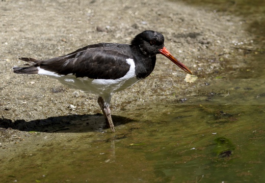 BECCACCIA DI MARE,Oystercatcher ,Haematopus ostralegus