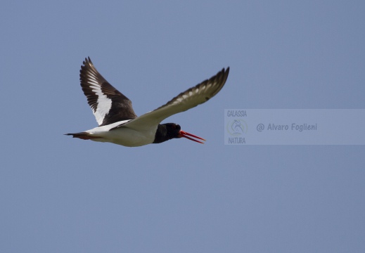 BECCACCIA DI MARE,Oystercatcher ,Haematopus ostralegus