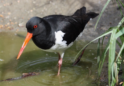 BECCACCIA DI MARE,Oystercatcher ,Haematopus ostralegus