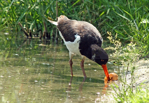 BECCACCIA DI MARE,Oystercatcher ,Haematopus ostralegus