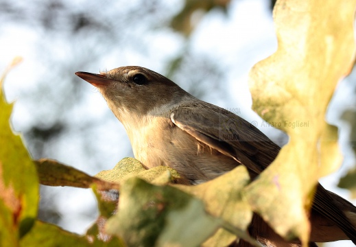 BECCAFICO, Garden Warbler, Sylvia borin 