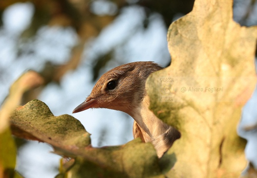 BECCAFICO, Garden Warbler, Sylvia borin 