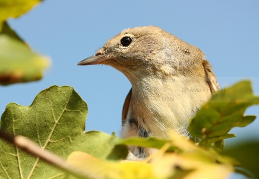 BECCAFICO, Garden Warbler, Sylvia borin 