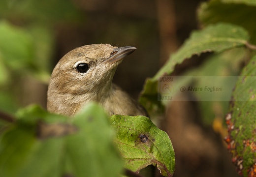 BECCAFICO, Garden Warbler, Sylvia borin 