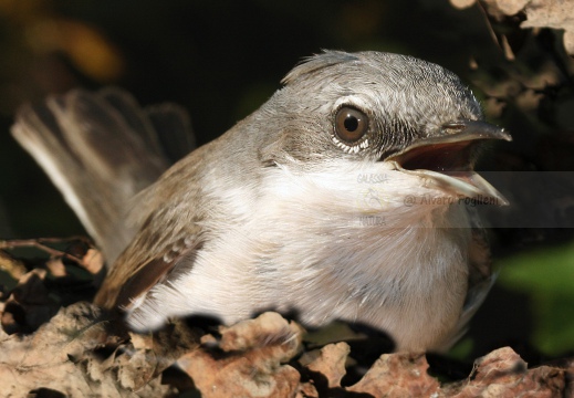 BIGIARELLA, Lesser Whitethroat, Sylvia curruca 