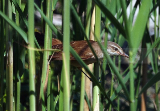 CANNAIOLA COMUNE, Reed Warbler, Acrocephalus scirpaceus