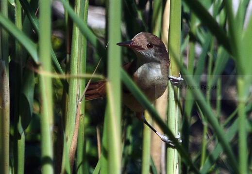 CANNAIOLA COMUNE, Reed Warbler, Acrocephalus scirpaceus