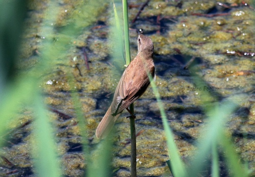 CANNAIOLA COMUNE, Reed Warbler, Acrocephalus scirpaceus