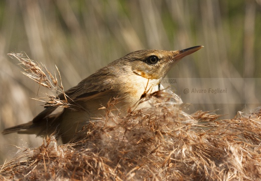 CANNAIOLA COMUNE, Reed Warbler, Acrocephalus scirpaceus