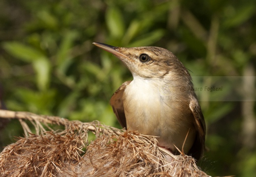 CANNAIOLA COMUNE, Reed Warbler, Acrocephalus scirpaceus