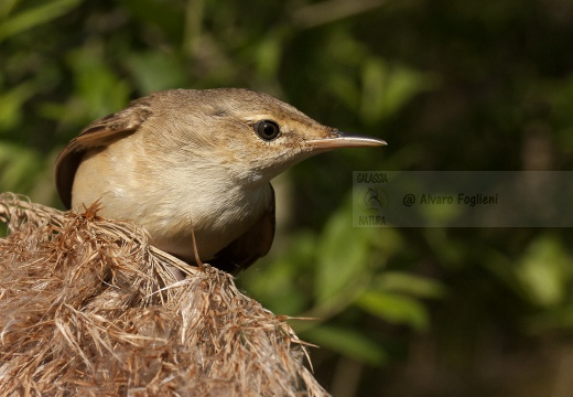 CANNAIOLA COMUNE, Reed Warbler, Acrocephalus scirpaceus