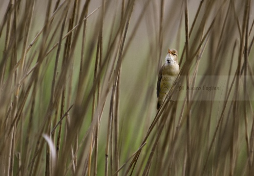 CANNAIOLA COMUNE, Reed Warbler, Acrocephalus scirpaceus