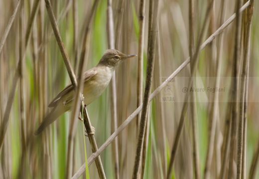 CANNAIOLA COMUNE, Reed Warbler, Acrocephalus scirpaceus