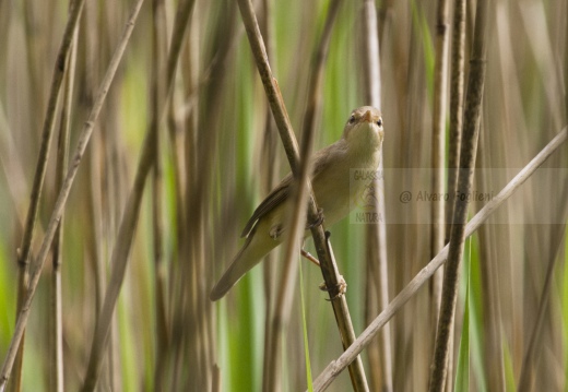 CANNAIOLA COMUNE, Reed Warbler, Acrocephalus scirpaceus