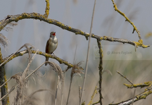 CANNARECCIONE , Great Reed Warbler, Acrocephalus arundinaceus